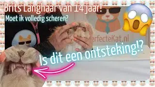BRITS LANGHAAR trimmen en GEBIT bekijken
