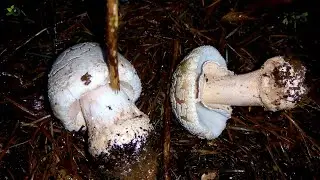 The Blusher (Amanita rubescens), not reddening?
