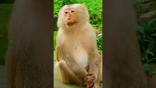 Mama Monkey Ashley #shorts #life #animals