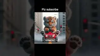 Car accident with a cat  #cat #kitten #catlover #kitty #cute #funny #big #bigcat#car#accident