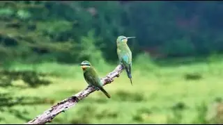 Blue-cheeked bee-eaters (Merops persicus) at Finch Hattons Live, Part 2 - Kenya - africam.com