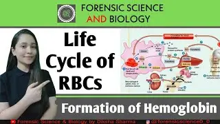 Life Cycle of RBCs || Formation of Hemoglobin & Distruction of RBCs