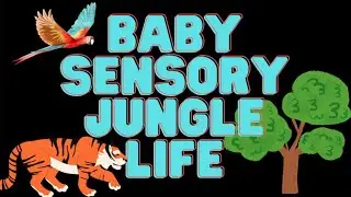 High-Contrast Baby Sensory Adventure: Jungle Beats | Lofi Soundscapes & Word Play | Toddler Speech