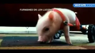 Video Of Scampering Piglet Wins Hearts