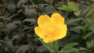 Fiore giallo di Giuliano Corti