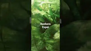 Razbora Espei