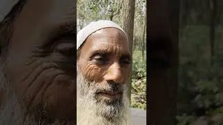 one of the best Poplar plantation Distt Rampur U P #protectedcultivation #news #agriculture #mirch