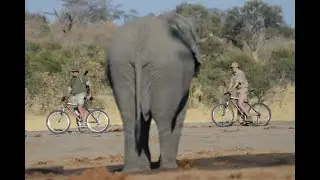 Webinar: Jozibanini Camp - Remote and wild, Hwange National Park, Zimbabwe