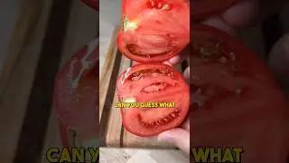 Grocery vs wild tomato 🍅