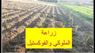 مصاريف 4 آلاف جنيه ربح 900 الف جنيه نخيل الملوكي والفوكستيل