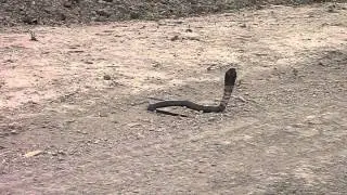 Catching a Cobra  with e car 1 of 2