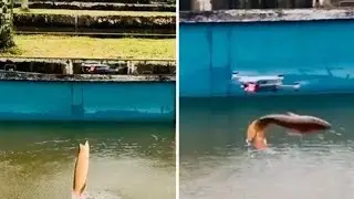 Fish Jumps Out of Water Chasing a Drone Overhead