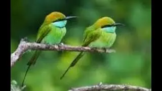 Tiny Green Bee Eaters At Kukkarahalli Lake , Mysore