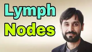 Lymph Nodes | What is Lymph Nodes