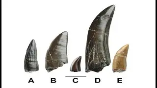 🦖 Fossilized Theropod Teeth Uncover Dinosaur Diversity in East Sussex! 🌍