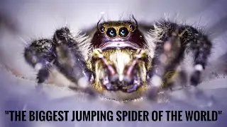 HYLLUS DIARDI : - THE LARGEST JUMPING SPIDER WE HAVE EVER SEEN