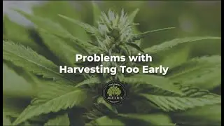 Problems with Harvesting Too Early