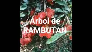 ¡¡Rambután en el Árbol!!