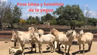 Fase lútea y luteolisis de la yegua