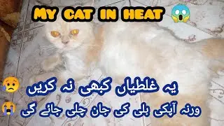 Never Do these Mistakes When Your cat is in heat ❌@mithodarling.
