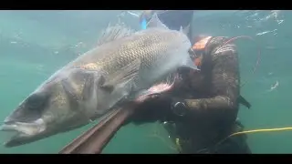 chasse du bar en atlantique au Muxarra (yopesub)