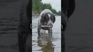 Hunting Instincts of Dog Breeds #dogs #shortvideo