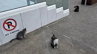 Cyprus Stray Cats