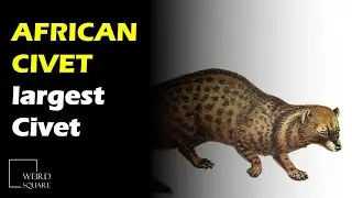 The African Civet is a large species of Civet found across sub-Saharan Africa.