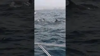 #dolphin watch #viralshorts