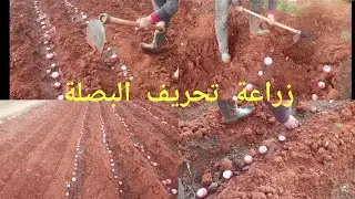 كيفية زراعة التحريف (البصل)