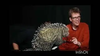 Nueva especie endemica  de puercoespin endemico (Coendou vossi)
