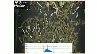 ClearObject Demo - Average Fry Length