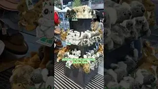 AUSTRALIA THE GIFT 🎁 SHOP I Tourist I Souveneir I Circular quay I City I Sydney