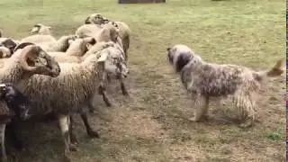 Campllong 2018