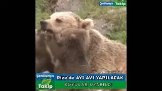 Rize'de Ayı Avı Başlıyor Köylülerı Uyardı