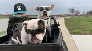 Bevill Dog Behavior - Fancy & Bossy Go Cruising!