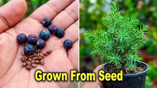 How To Grow Juniper Tree From Seed | Growing juniper Berries