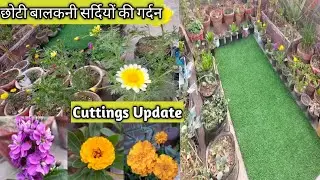 Winter  Plants Cuttings Update|Winter Garden Overview|Gardening At Home|Small Balcony  Garden Update