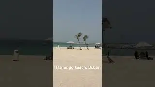 Flamingo beach Dubai-One of the best beaches  #dubai #travel #reels #trending #youtubeshorts#beach