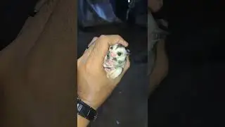 Sugar Glider Baby Mozaic And assic Grey #cute #sugargliderlover #shorts #fyp