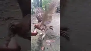 Philippine Owl Eagle 🦅🦉 It's walking while flapping its wings #owl #eagle #amazing #philippines #