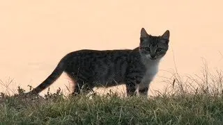 kittens playing in the grass at sunset. котята играют в траве на закате.