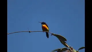3 Amazing Facts About the Green-tailed Sunbird. #birdfacts, #birdwatchingfun, #birdsofbhutan
