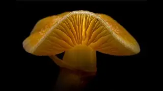 A trip into the therapeutic potential of Australia’s native magic mushrooms