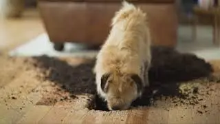 Claws + Paws Flooring Sale