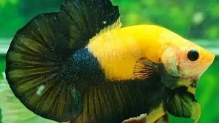 Ikan Cupang Kuning Memang Menggoda Banget