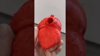 Human Heart Model 3D Printed  #science #biology #innovation #3dprinting