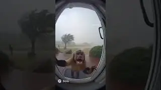R.I.P Monkey