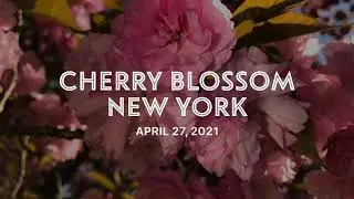 Cherry Tree Blossom Peak Bloom NYC - Kissena Park - Flushing Queens - NY Springtime - April 27, 2021