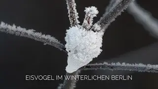 Eisvogel im winterlichen Berlin